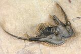 Kettneraspis Trilobite (Long Occipital Horn) - Lghaft, Morocco #125136-4